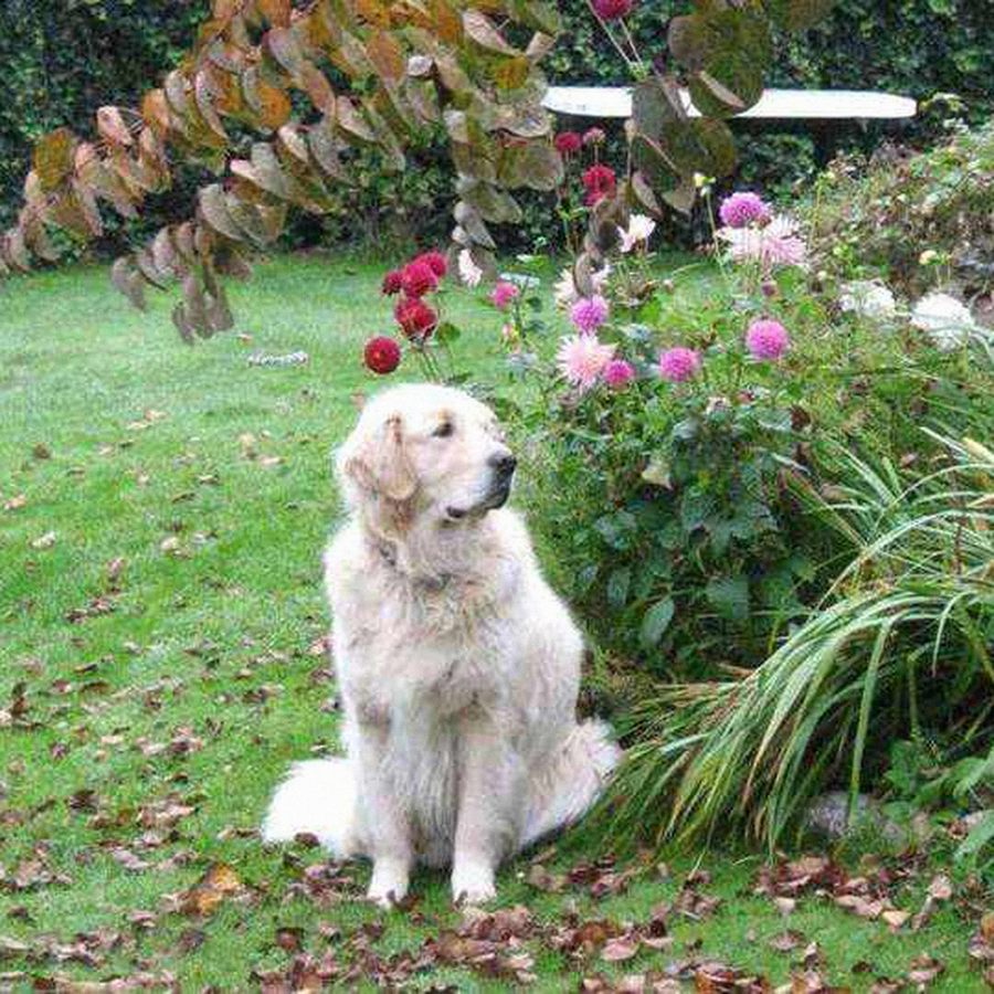 Photograph: Biscuit on the lawn